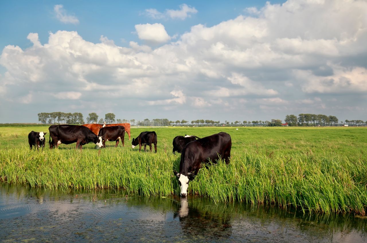 €700m Dutch scheme approved for farmers to close livestock sites