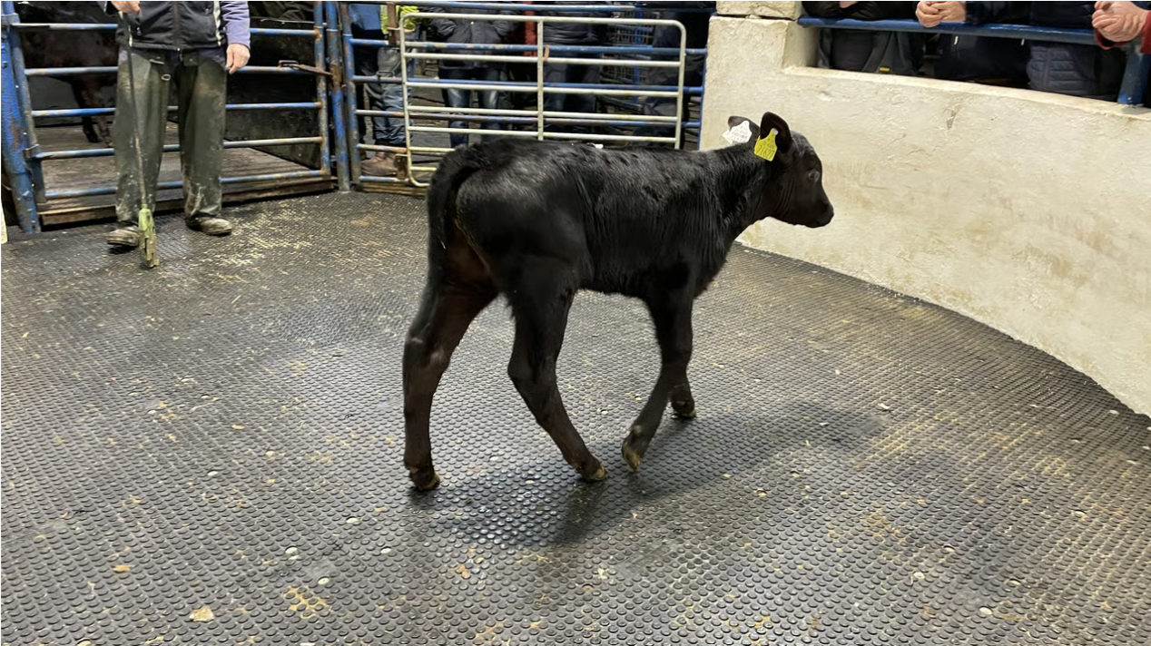 Average calf prices fall since last week but up significantly year-on-year
