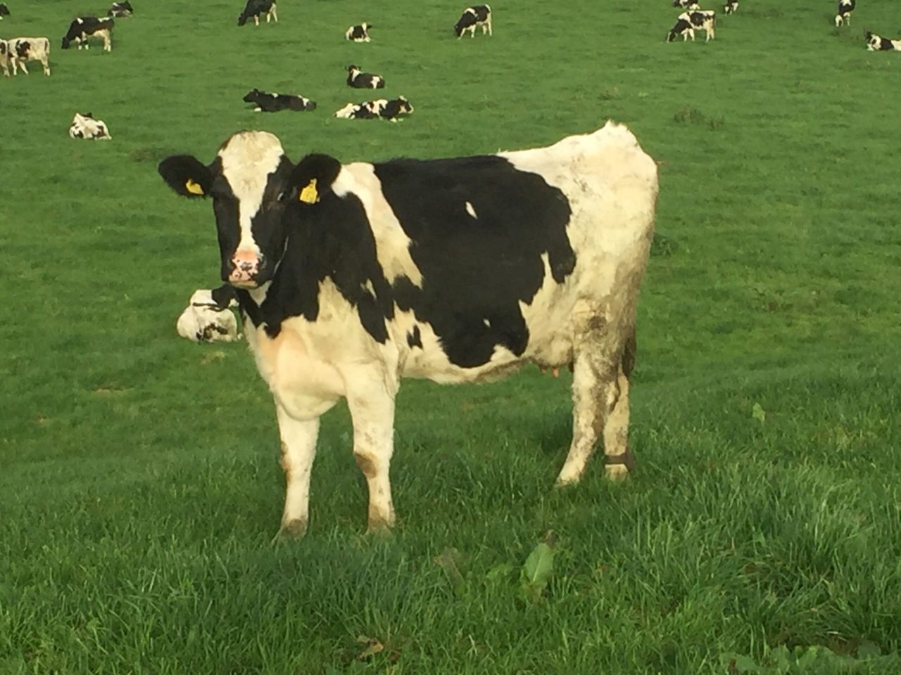 PICS: Moving from a Holstein to a crossbred herd on a large scale
