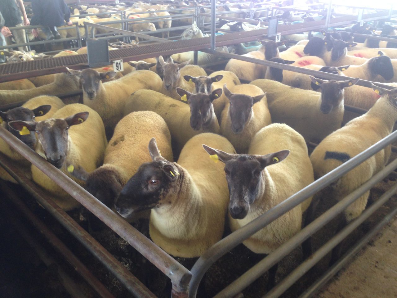 First marts approved to read electronic sheep tags; find out which...