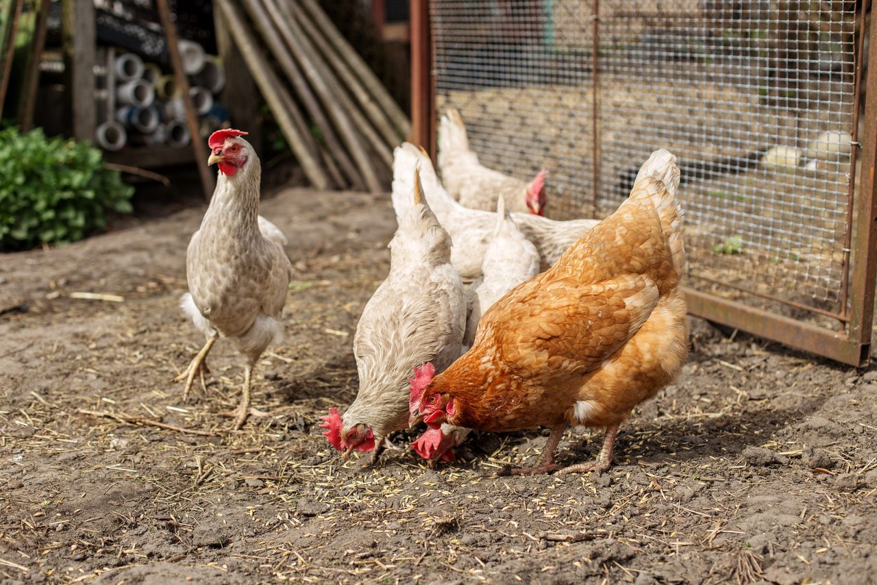 Heydon: New 'biosecurity regulations' to be introduced to protect poultry from bird flu