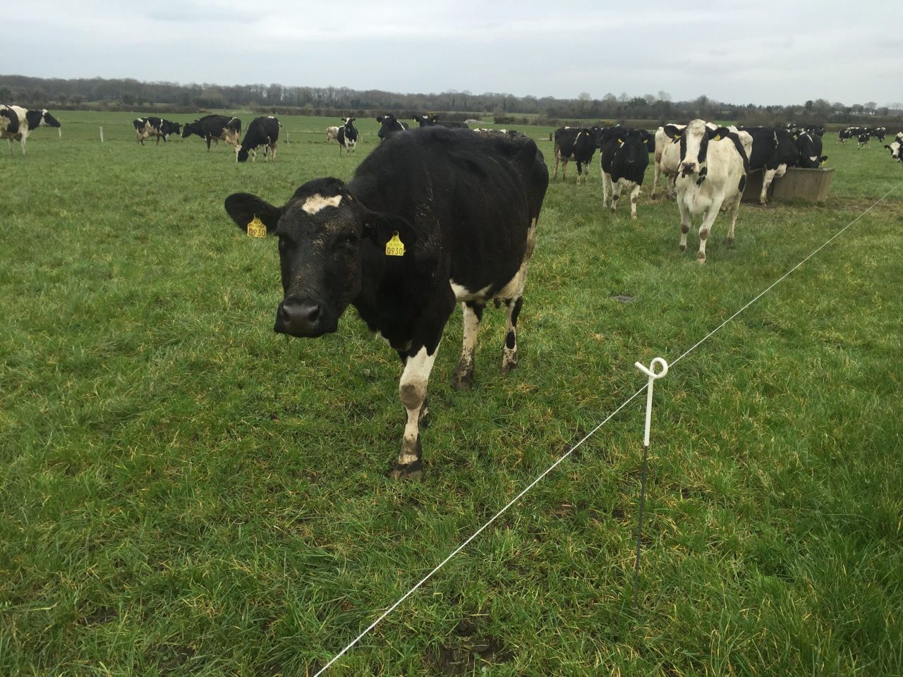 Dairy farmers should focus on breeding now, not in three weeks - Teagasc