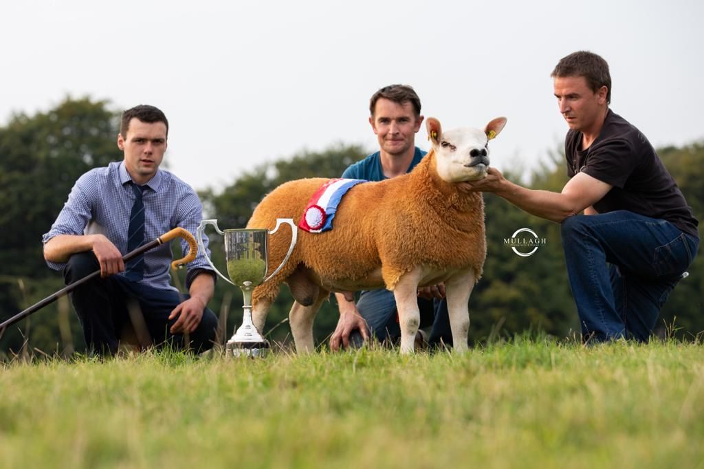 Irish Texel Society set for premier show and sale this Friday and Saturday