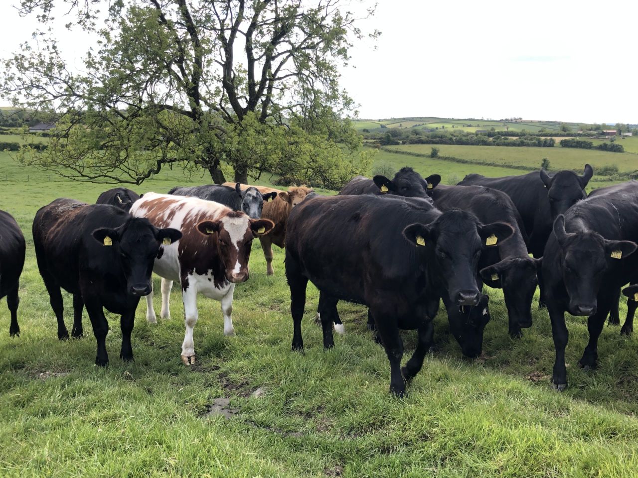 Factory quotes: More changes in cattle price this week