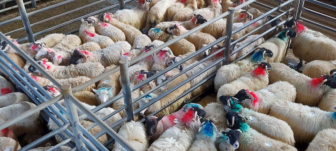Sheep trade: Prices for lamb continue to hold