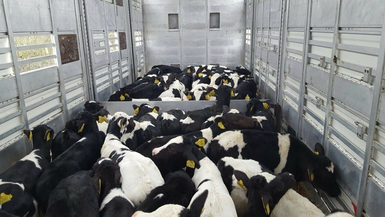 'Urgent need' to optimise feeding in transport of calves - Teagasc