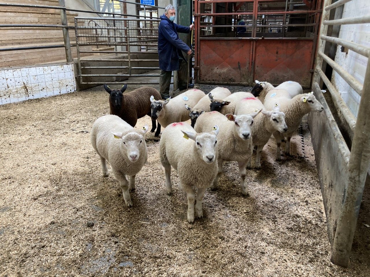 Spring lamb prices ease by €3-4/head at Enniscorthy Mart