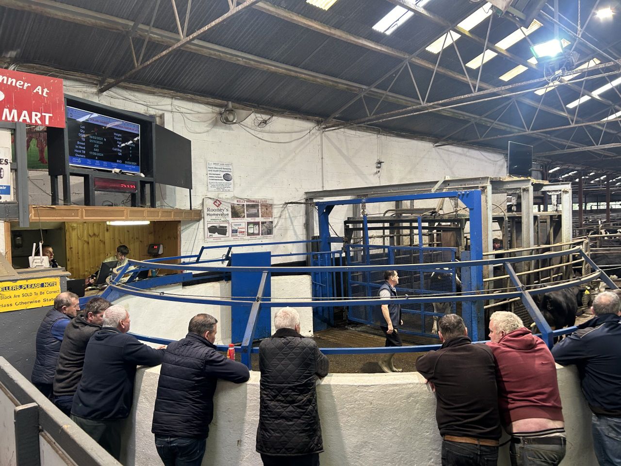Carnaross mart: What are freshly calved cows making?