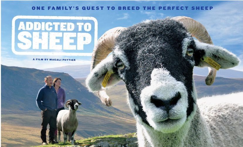 Project Baa Baa celebrates contribution of sheep to our lives