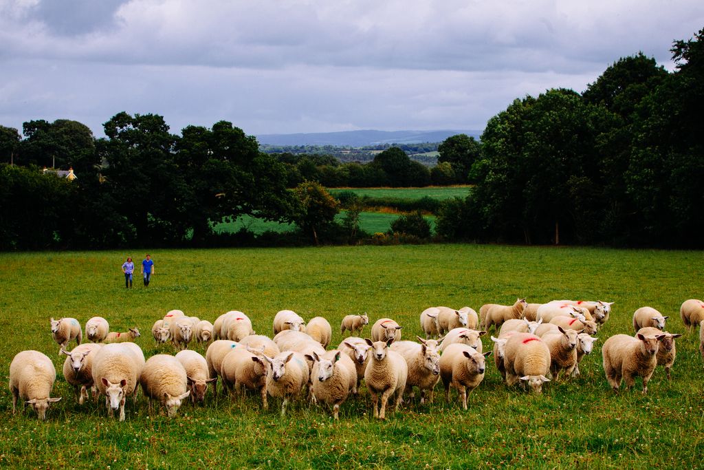 Minister 'clearly not listening' to farm orgs on sheep crisis