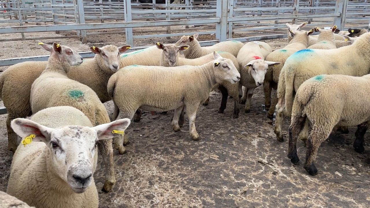 Watch: Strong sheep and dairy prices drive 'positive' trade at Carnew Mart