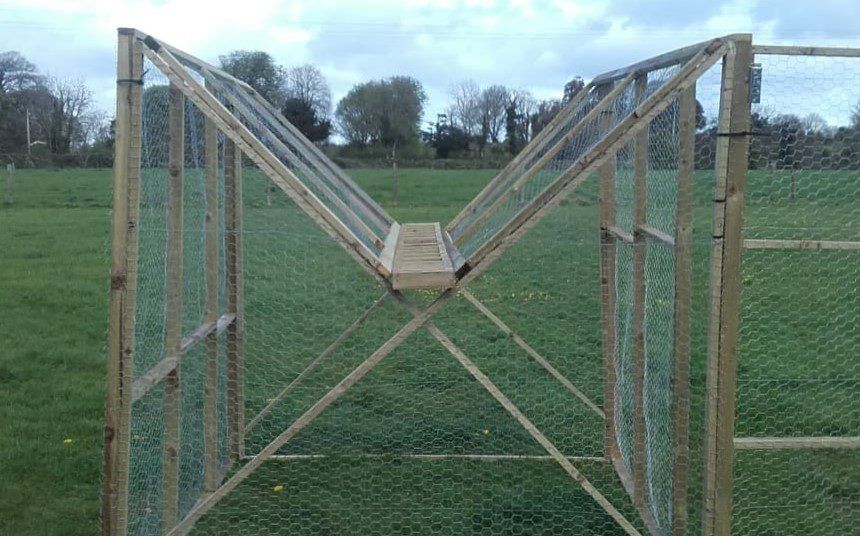 Video: Man builds crow trap to combat bird attacks on lambs