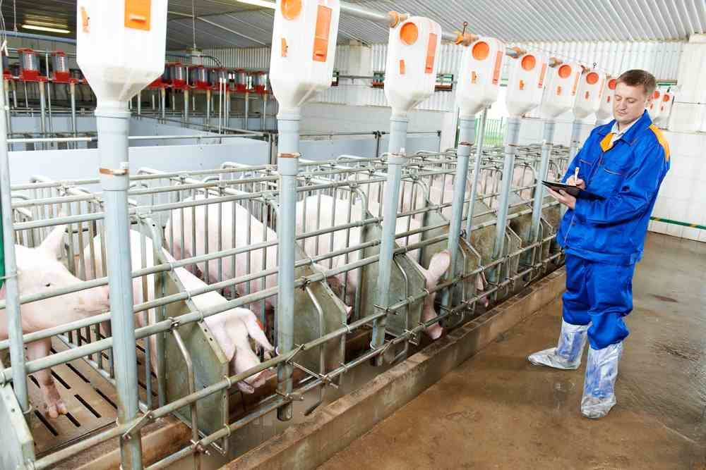No money for Blue Ear eradication