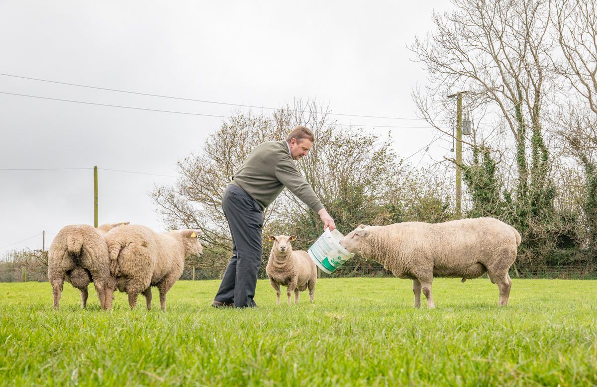 Sheep focus: Over two decades of Charollais breeding in the heart of dairy country