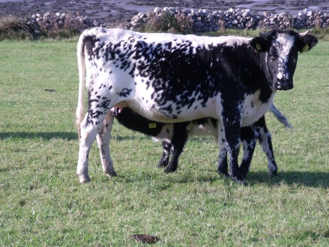 Droimeann cattle recognised as 'Native Rare Irish Breed'