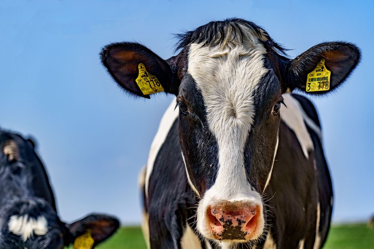 Warning that dairy sector could face 'massive restructuring'