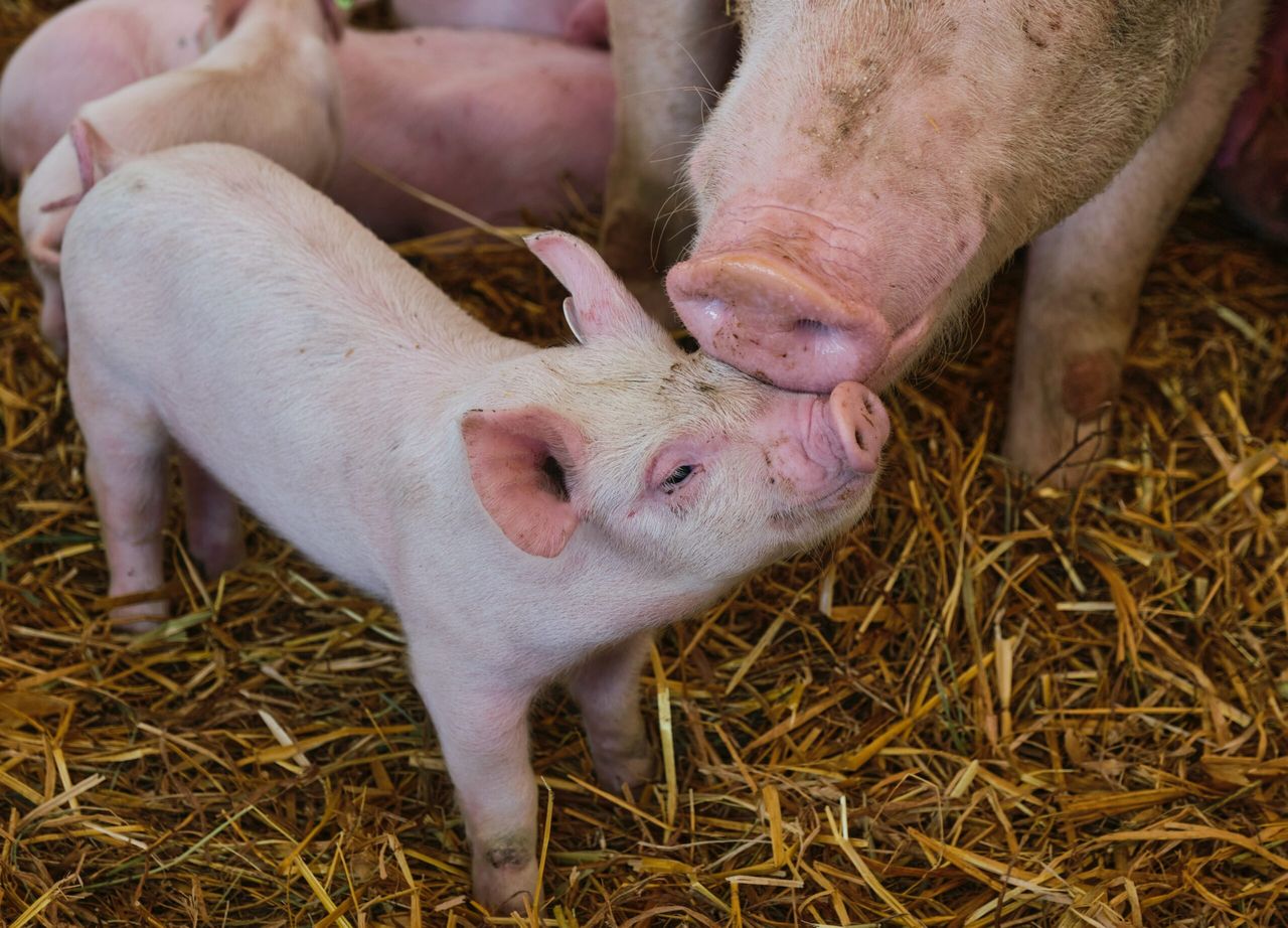 African Swine Fever 'would devastate Irish pig industry overnight'