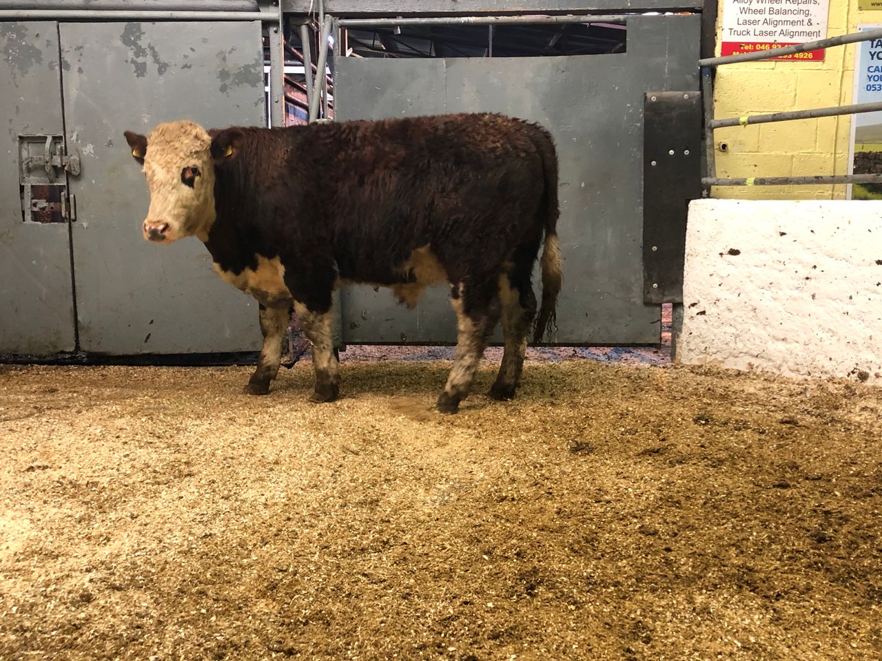 Cattle marts: Hereford and Angus in demand while dry cows continue to hold firm