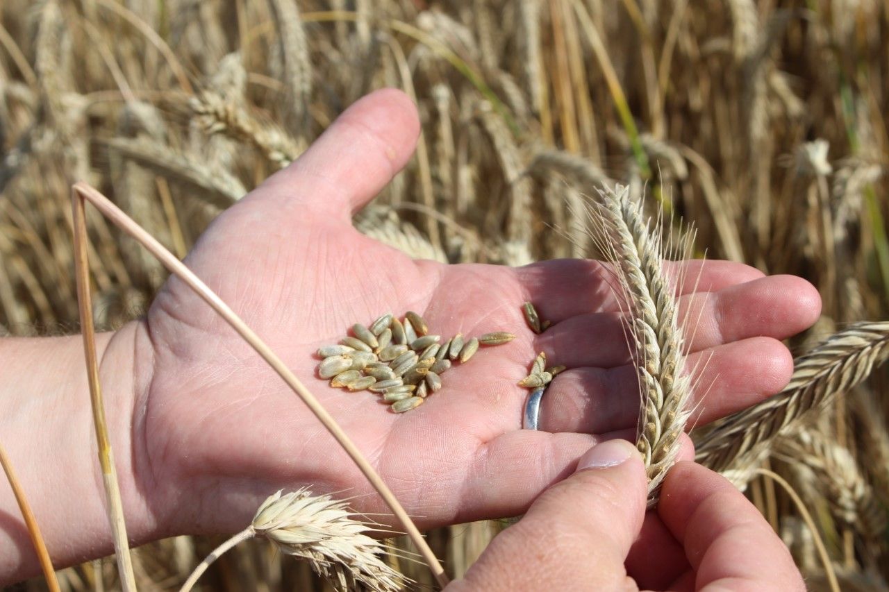 Getting the nutrition of winter rye crops right