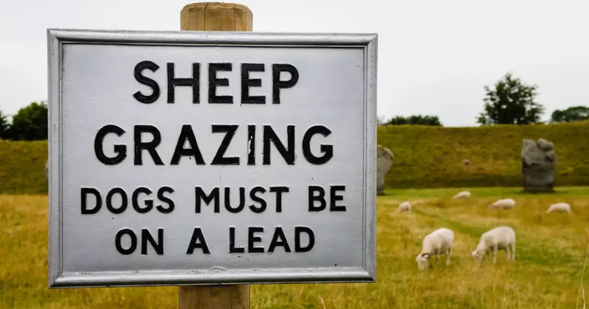 Graphic video: Farmer calls for dog microchip reform after fatal sheep attack