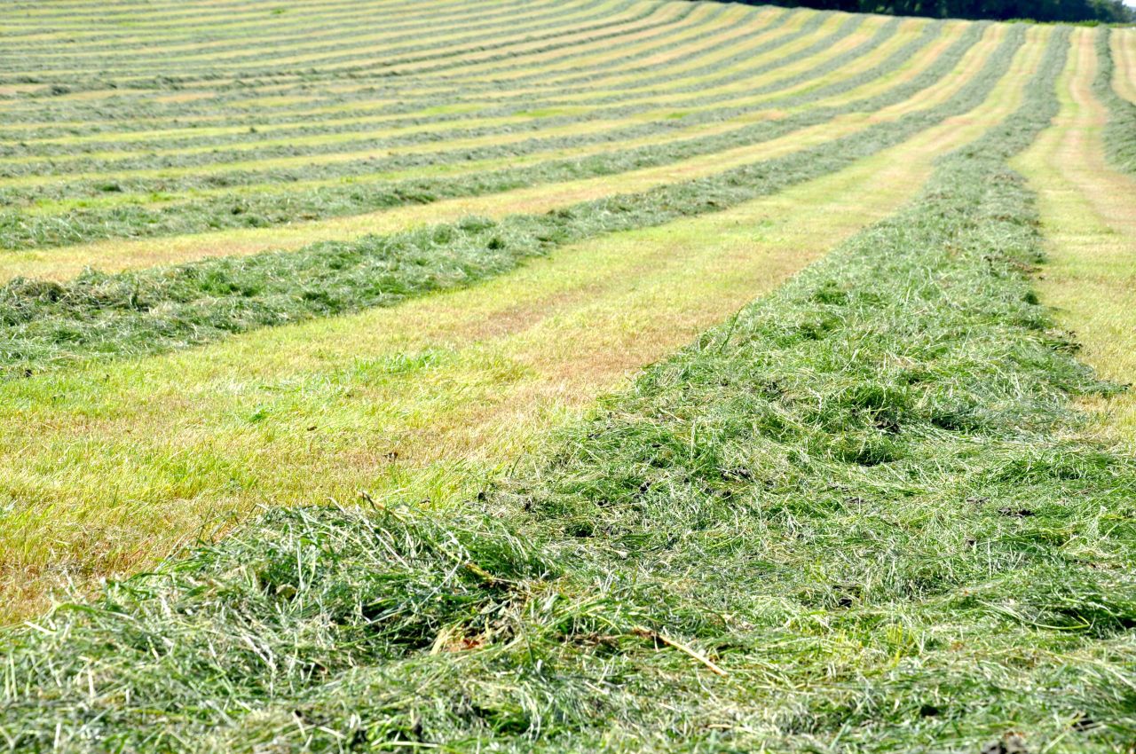 Steps to Superior Silage Series: Cutting and wilting grass