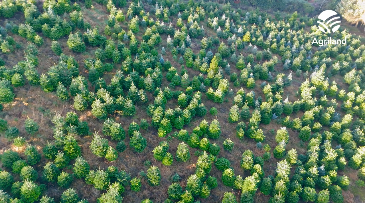 Killakee Christmas Tree Farm in the run-up to festivities