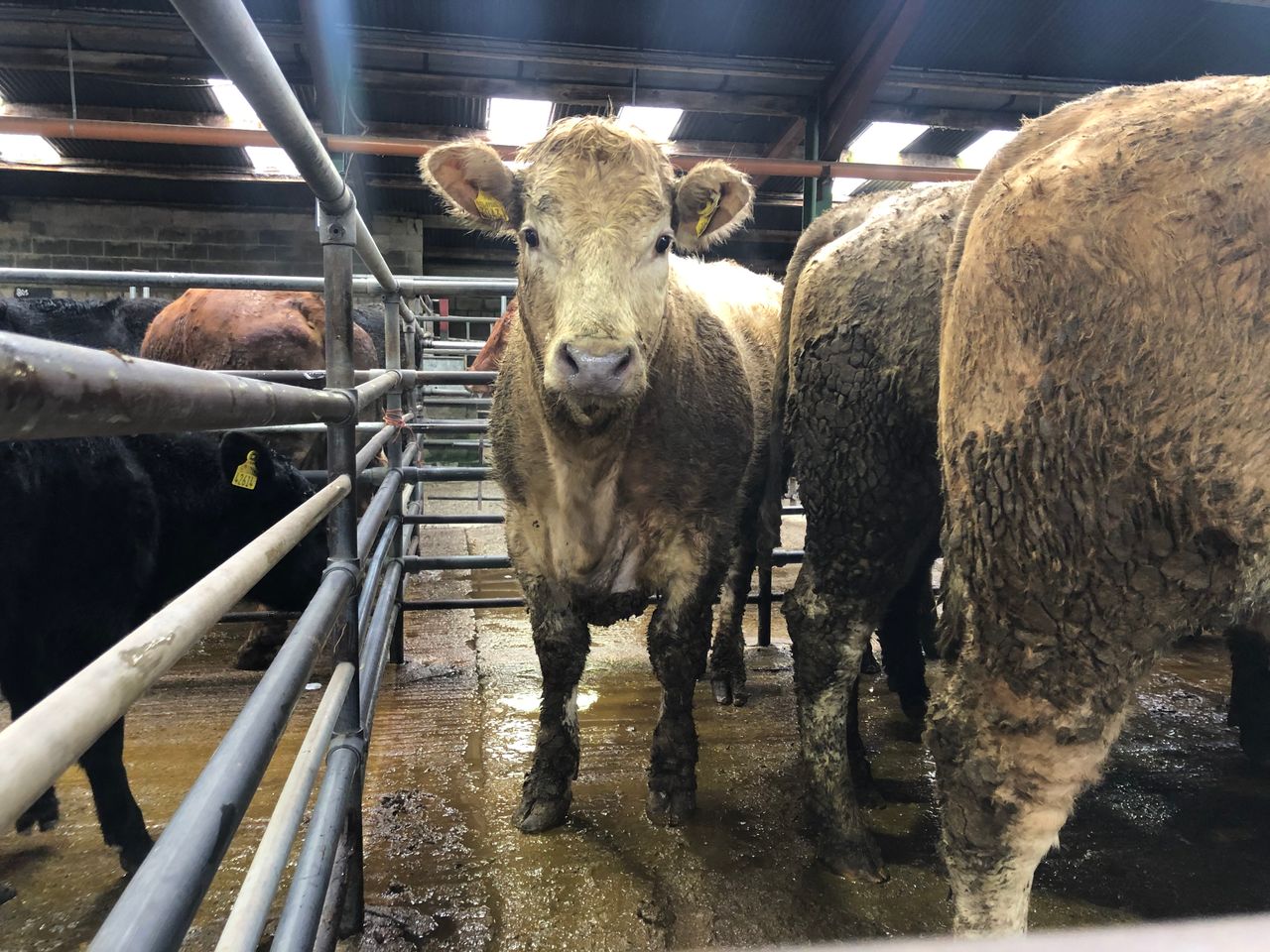 'A big jump' in lighter store cattle prices at Dungarvan Mart this week