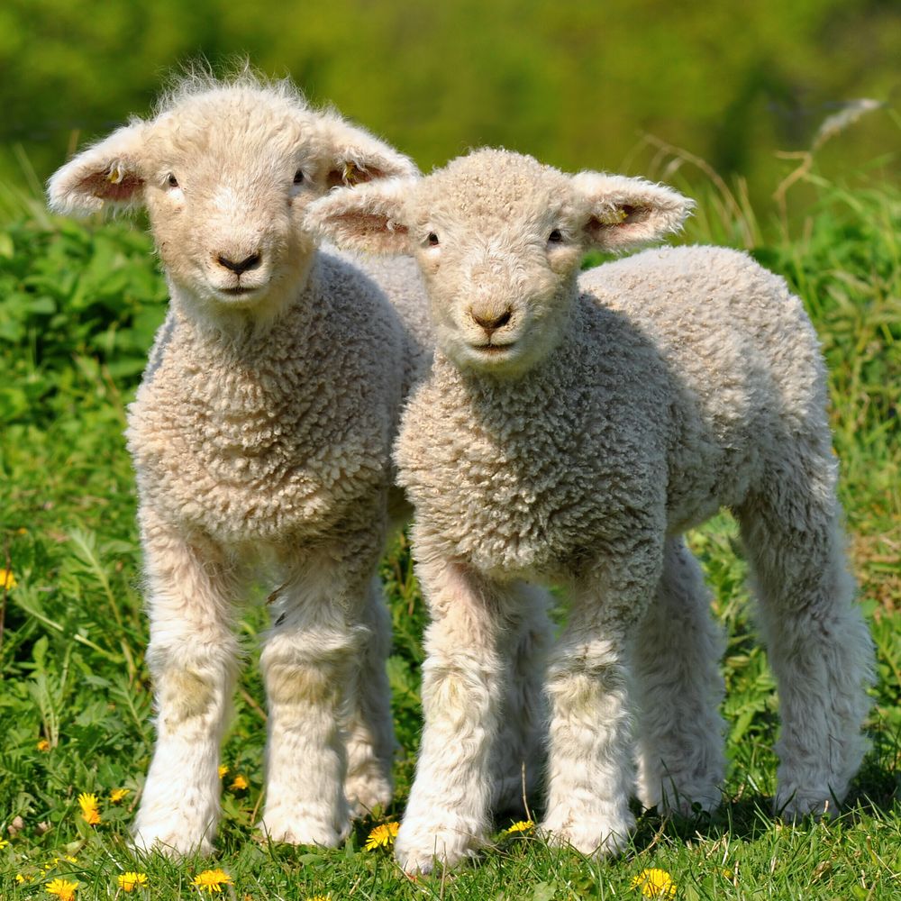 Meath teens develop sheep collar monitor to combat attacks