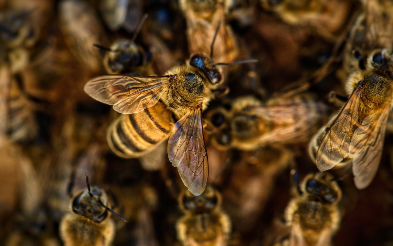 World Bee Day: Pollinators' fundamental role in food security