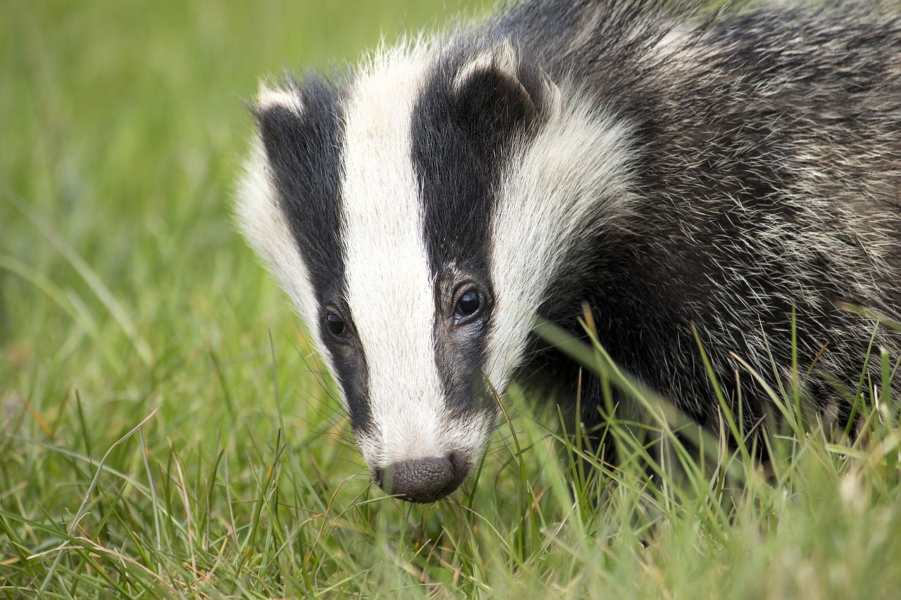 New badger TB scheme welcomed but concern turns to delivery