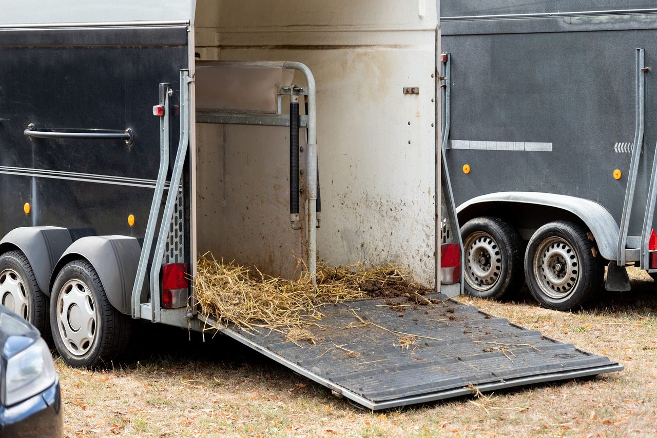 Horses and poultry seized at Ballinasloe Horse Fair over welfare concerns
