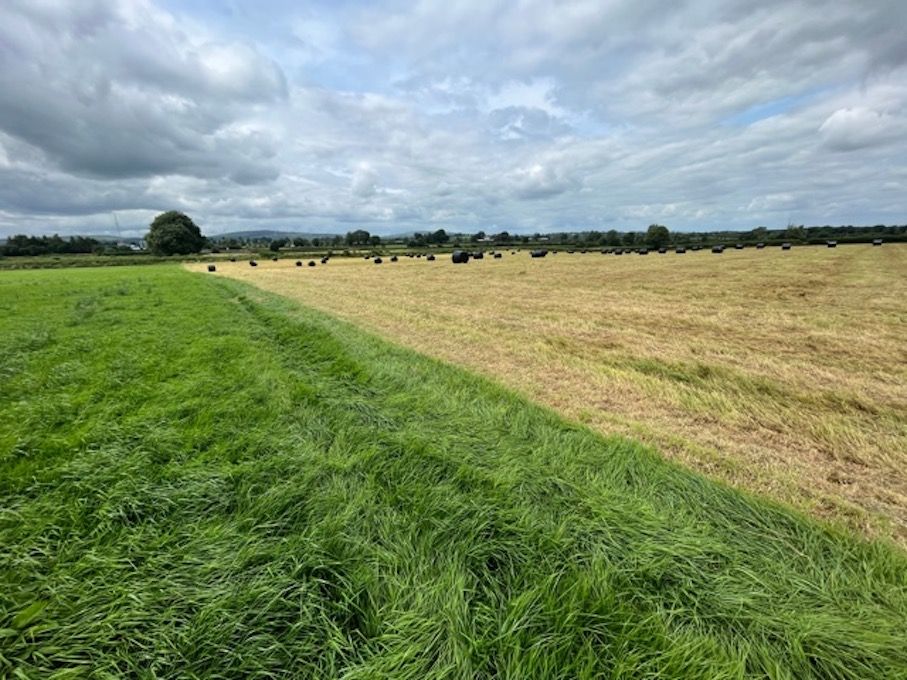 98ac Cashel farm for sale has high beef merit