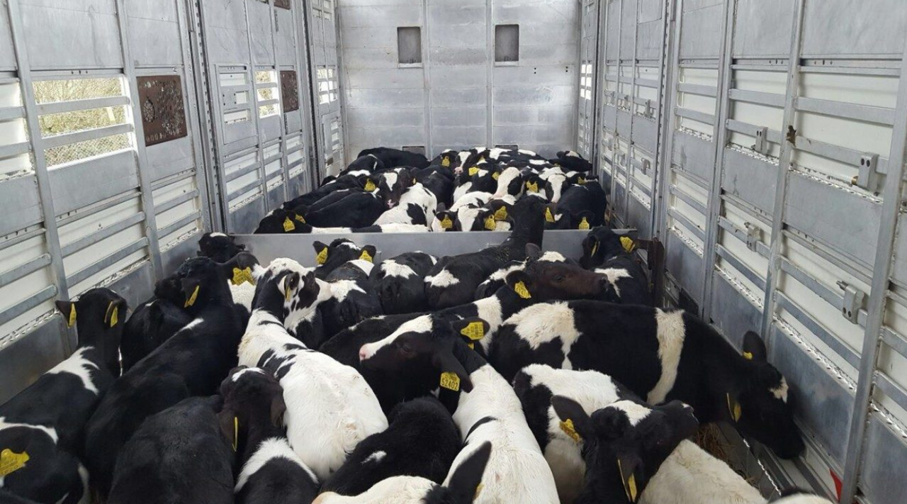 What impact will the bluetongue outbreak have on Irish calf exports?