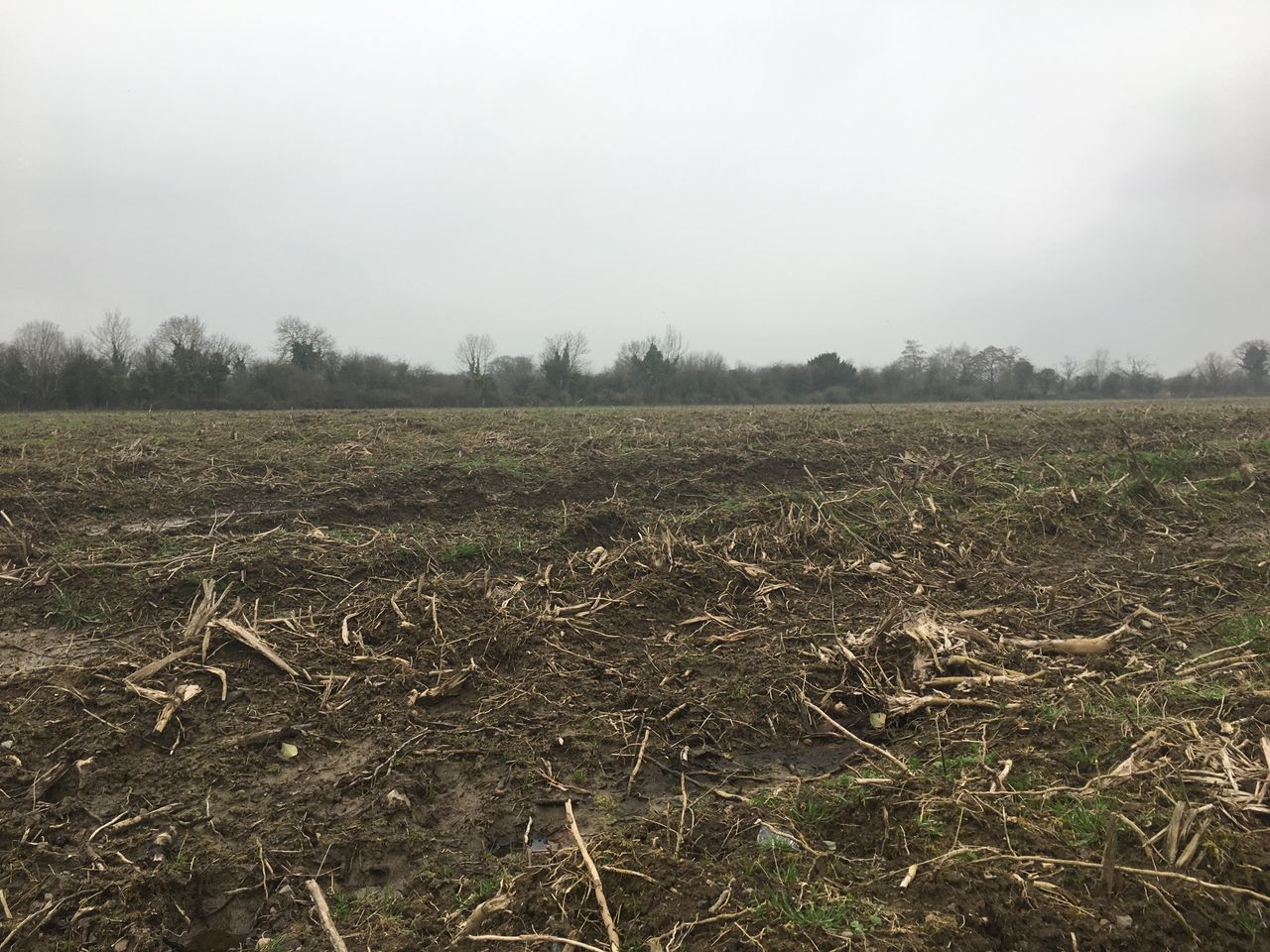 Minister rules out ash dieback compensation