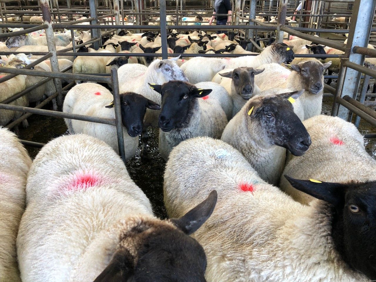 Sheep trade: Hogget prices up 50c/kg compared to this time last year