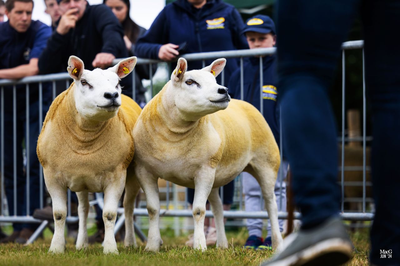 Irish Texel Society’s premier show and sale this weekend