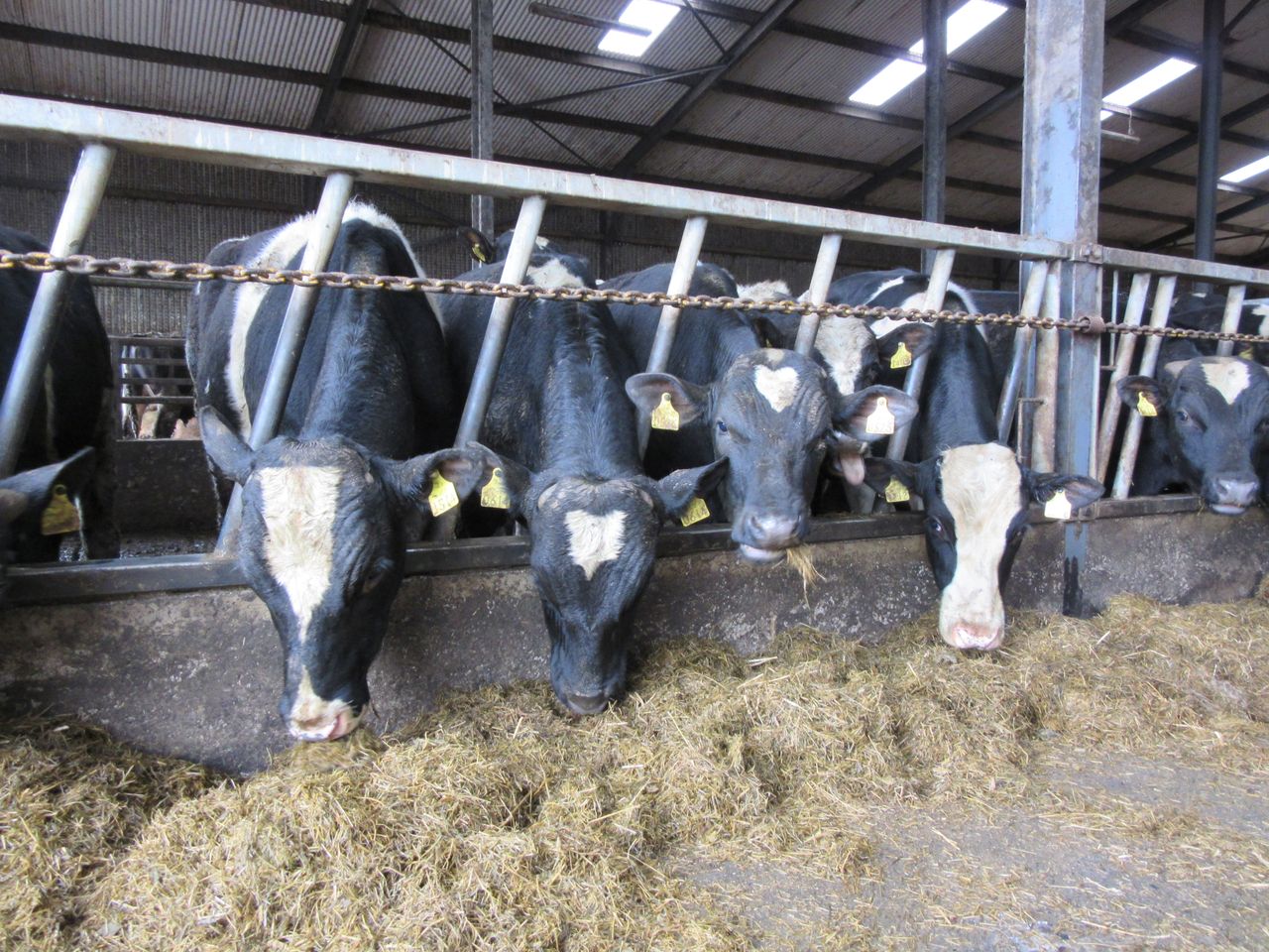 Autumn Beef Series: Dosing plans are priority as housing begins