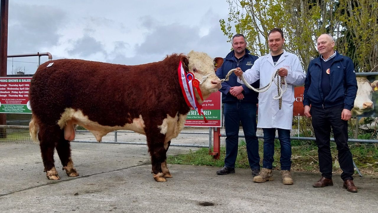 Hereford bulls average over €4,600 at society sale in Nenagh
