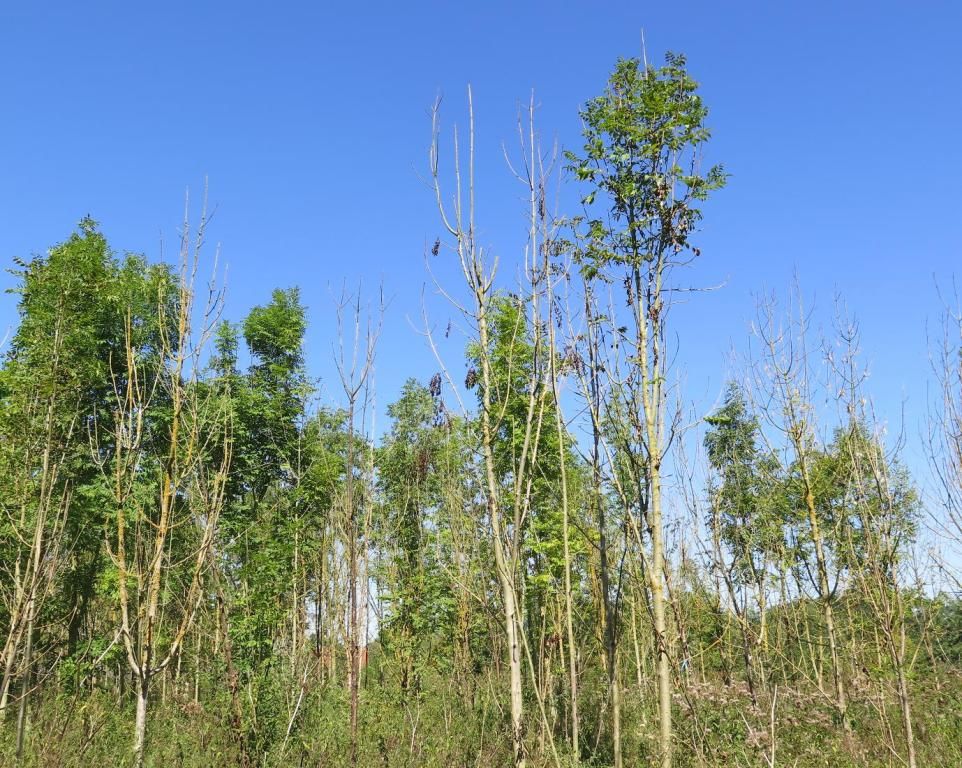 TD calls for 'significant increase' in ash dieback compensation