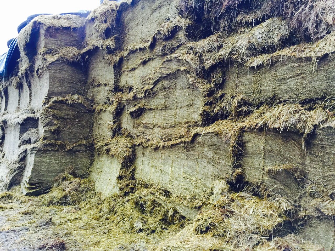 Fertiliser: Start planning now for best silage results