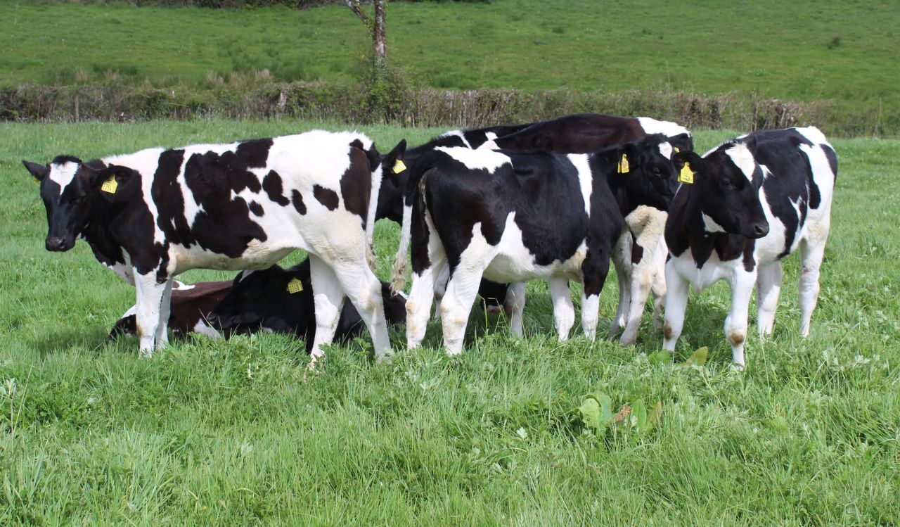 Monitoring heifer growth performance