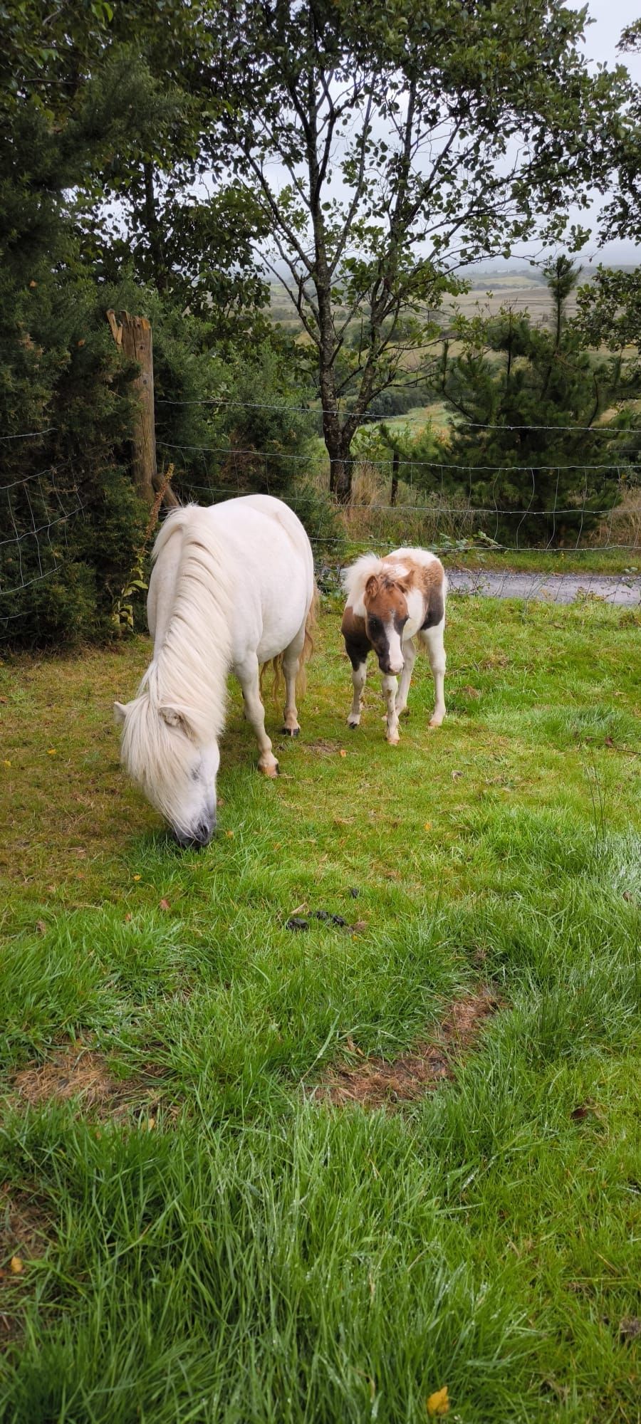 Kerry farmer appeals for information after mare and foal stolen