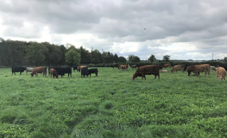 Will you be castrating male calves this year?