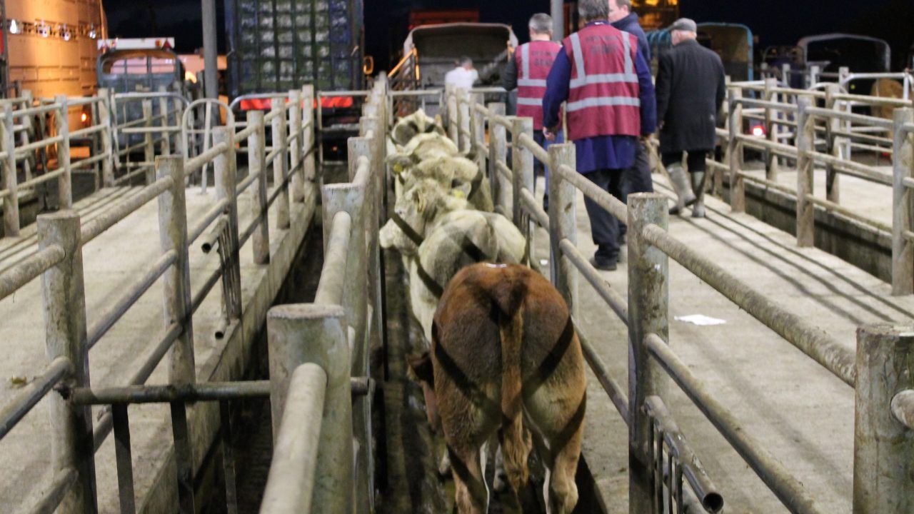 Exports: 5,500 Irish weanling bulls set to depart for Turkey