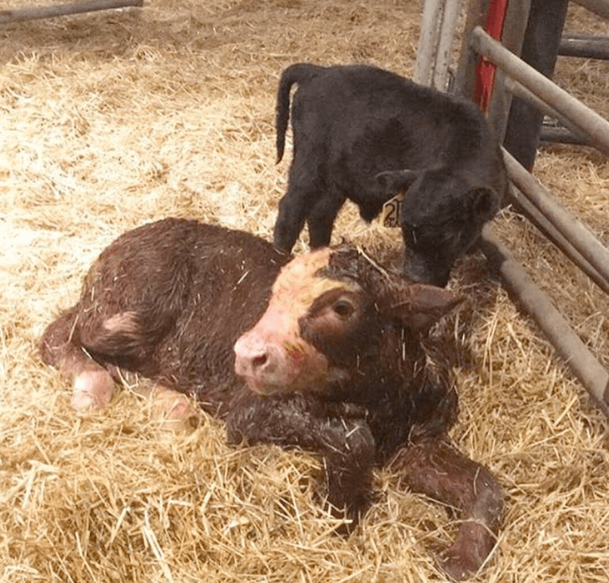 Canadian cow gives birth to whopping 94kg calf