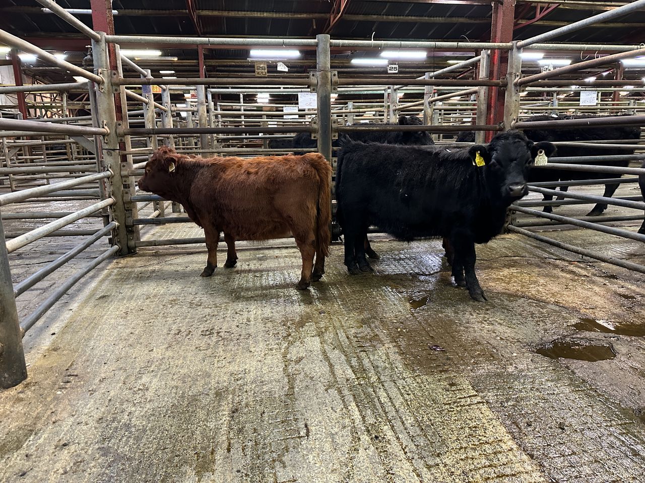 Mart report: Donegal Dexter Cattle Group annual sale