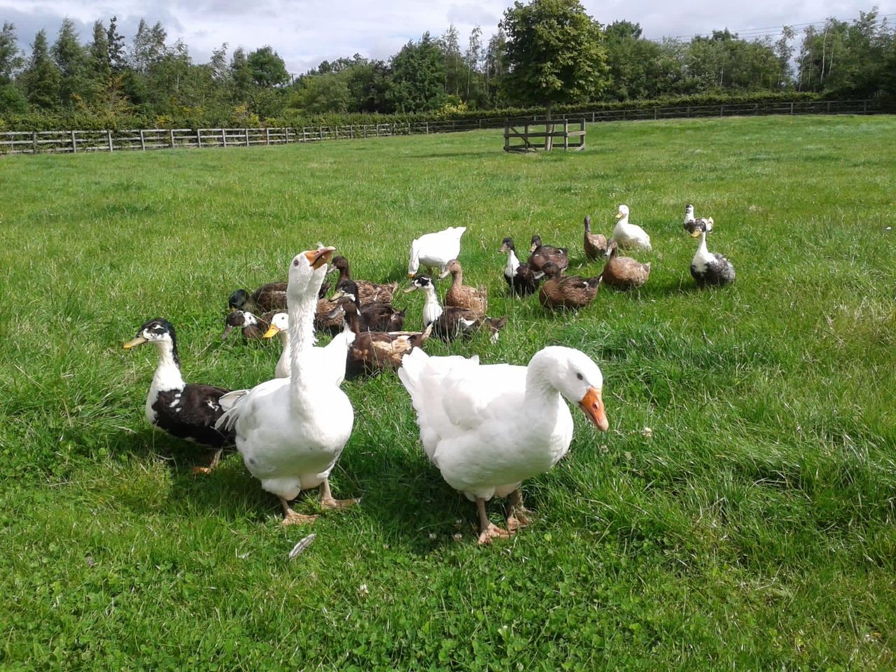 Newbarn Farm invites public to take a gander