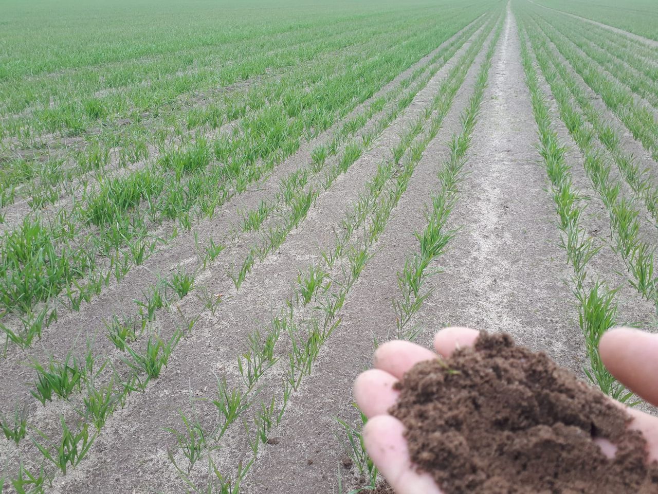Crop walking: Managing deficiencies on challenging Wexford soils