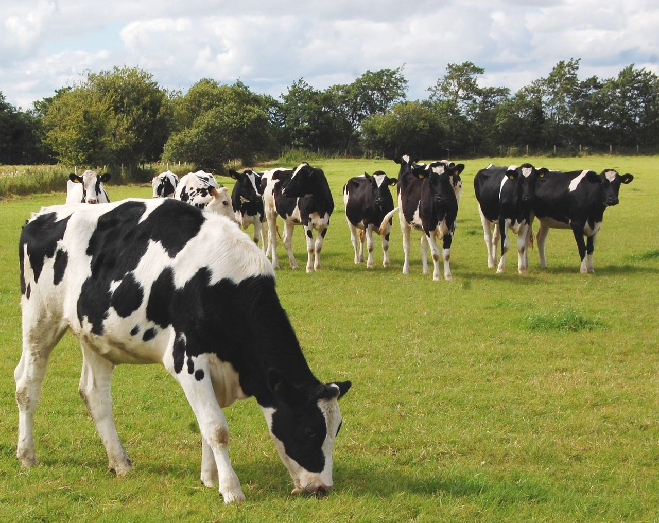 Nitrates: Contract rearing heifers vs exporting slurry