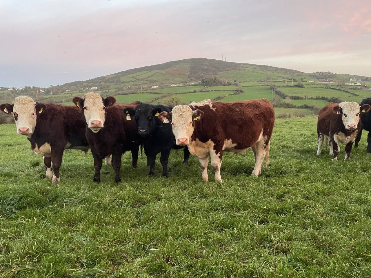 Factory quotes: Move to reduce beef price continues this week